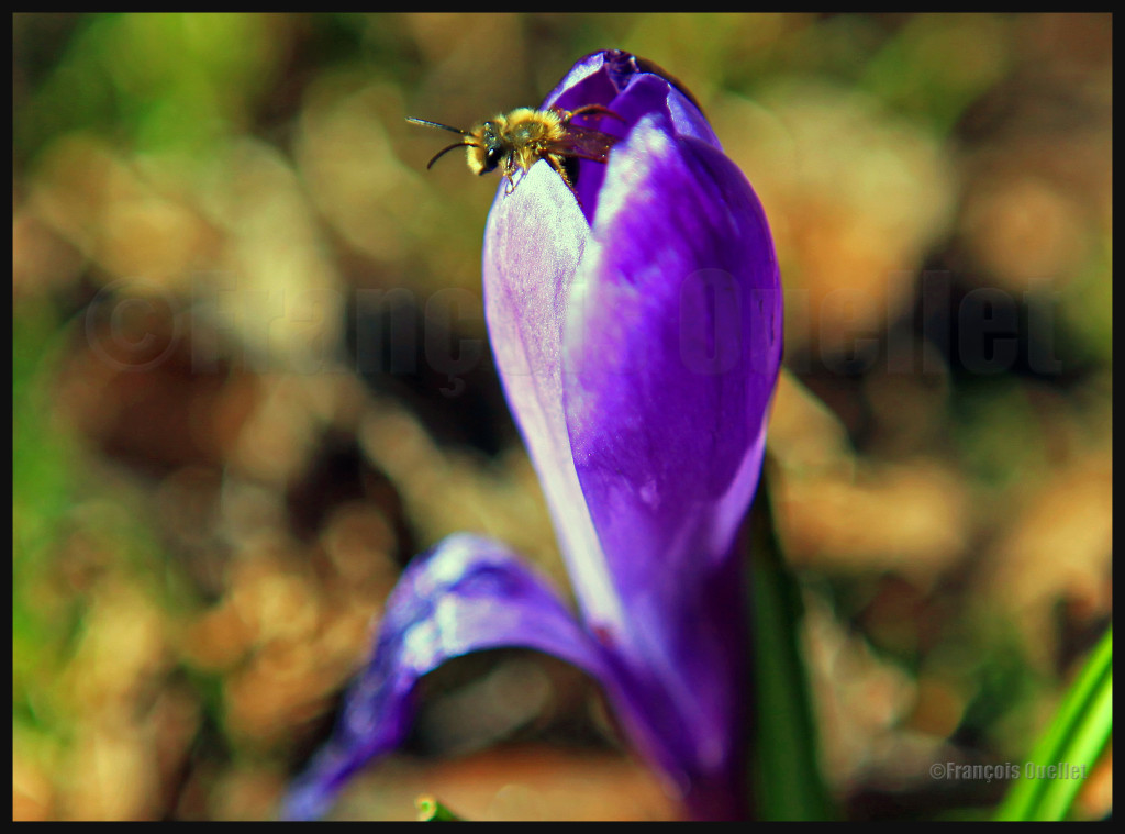 30 avril 2012: une abeille sort d'un crocus, profitant de la chaleur du soleil matinal.