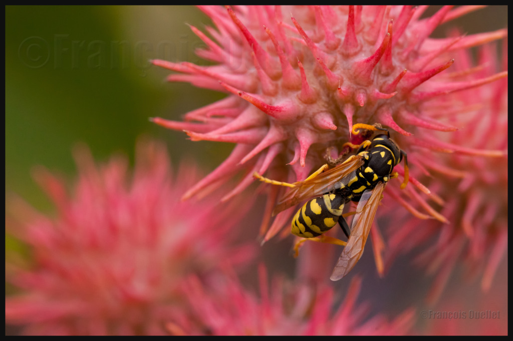 IMG_10029 Wasp Active in the Cataraqui Gardens watermark