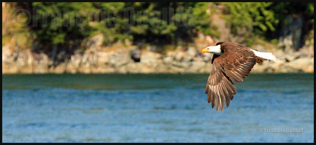 Eagle observed in the Campbell River region. Summer 2012.