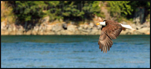 Eagle observed in the Campbell River region, British-Columbia, Canada. Summer 2012.