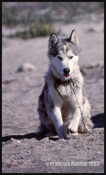 Un chien esquimaux canadien (Jordan) à Inukjuak en 1983