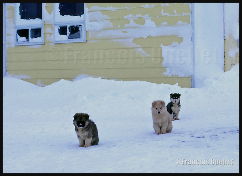 Chiots esquimaux canadiens devant une maison de Inukjuak en 1983