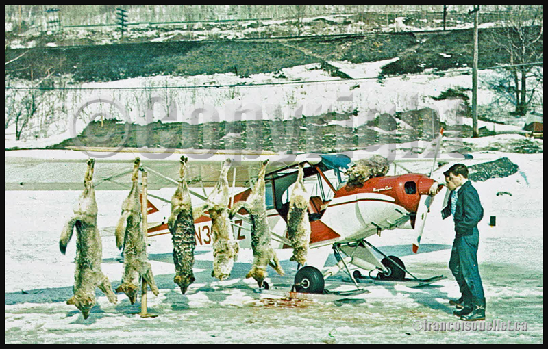 Chasser les loups du haut des airs est une façon d'assurer leur contrôle dans le nord de l'Ontario, Canada (sur carte postale aviation datant des années ,60)