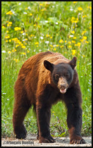 Brown bear near the Yellowhead Highway, Alberta, Canada in 2014