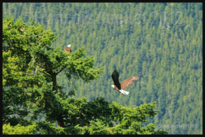 Couple d'aigles près de Campbell River, Colombie-Britannique en 2012