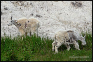 Chèvres de montagne dans le Parc National de Jasper, Alberta, Canada en 2014