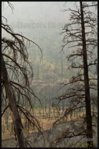 Forêt incendiée de l'Ouest canadien en 2014