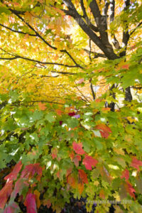 Maple leafs during Fall 2016 in Stoneham, Québec.