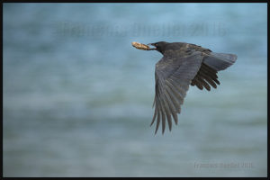 A crow in flight over the Georgia Strait in British-Columbia