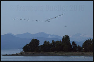 Canada Geese over the Strait of Georgia in British-Columbia, in 2016.