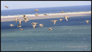 A flight of Whimbrels over the Magdalen Islands in 2017