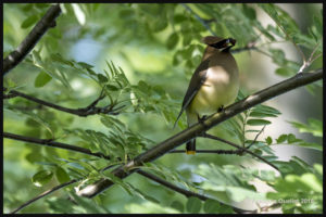 A Cedar Waxwing in a Russian mountain ash.