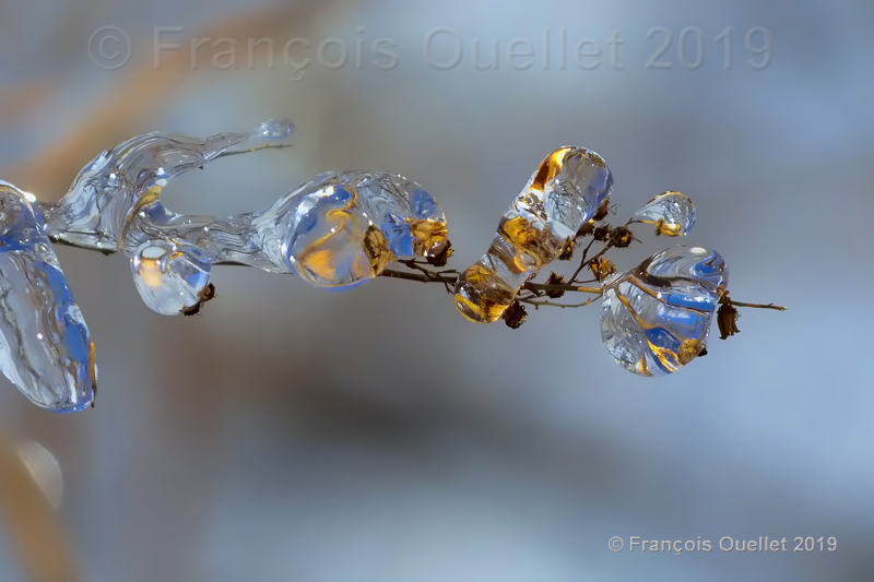 Freezing rain and nature during the winter 2019 in Quebec City.