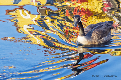 Psychedelic colours surrounding a Canada Goose.