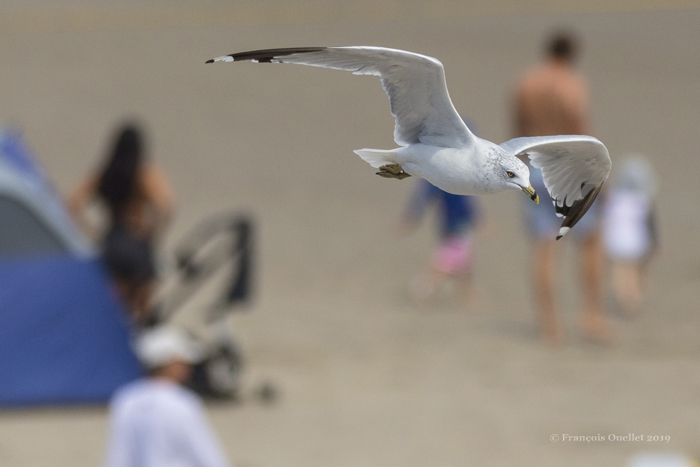 A seagull flies over the beach in Ogunquit, waiting for opportunities.