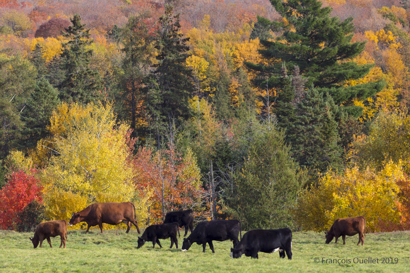 Cows and autumn colors in Quebec.