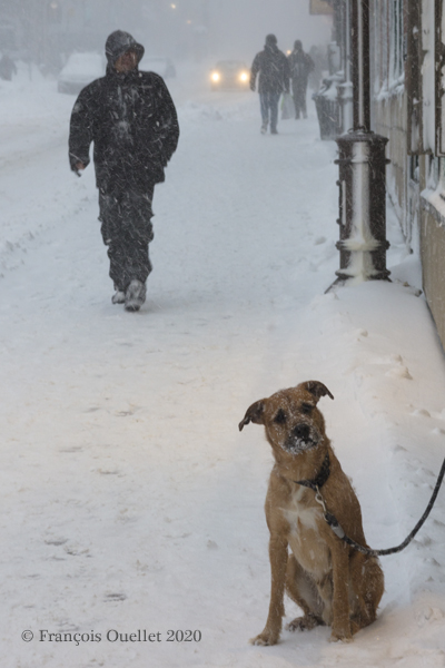 Un chien attend son maître dehors durant une tempête hivernale en 2020.
