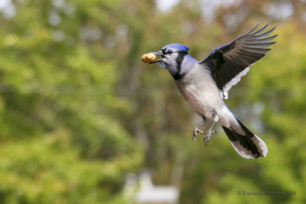 Blue Jay in flight. Quebec City 2020.