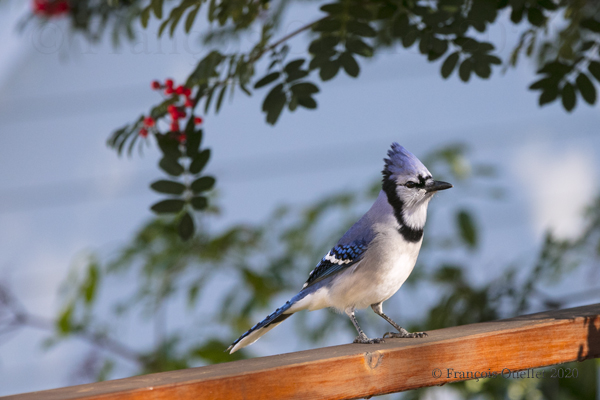 Blue jay and Russian Mountain Ash. Autumn 2020 in Quebec City.