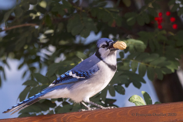 Blue jay with a peanut in front of a Russian Mountain Ash. Quebec City 2020.