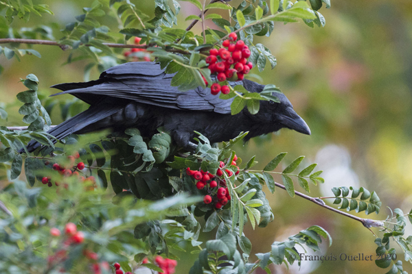 Raven in a Russian Mountain Ash