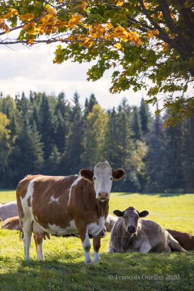 Cows and autumnal landscape in Quebec 2020