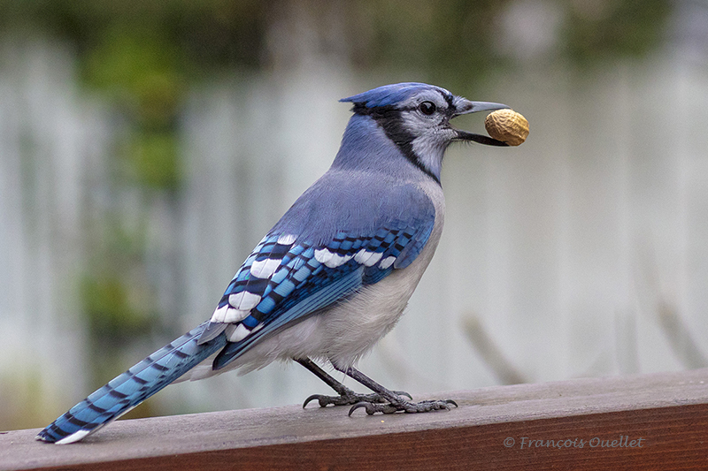 Geai bleu à Québec avec arachide.