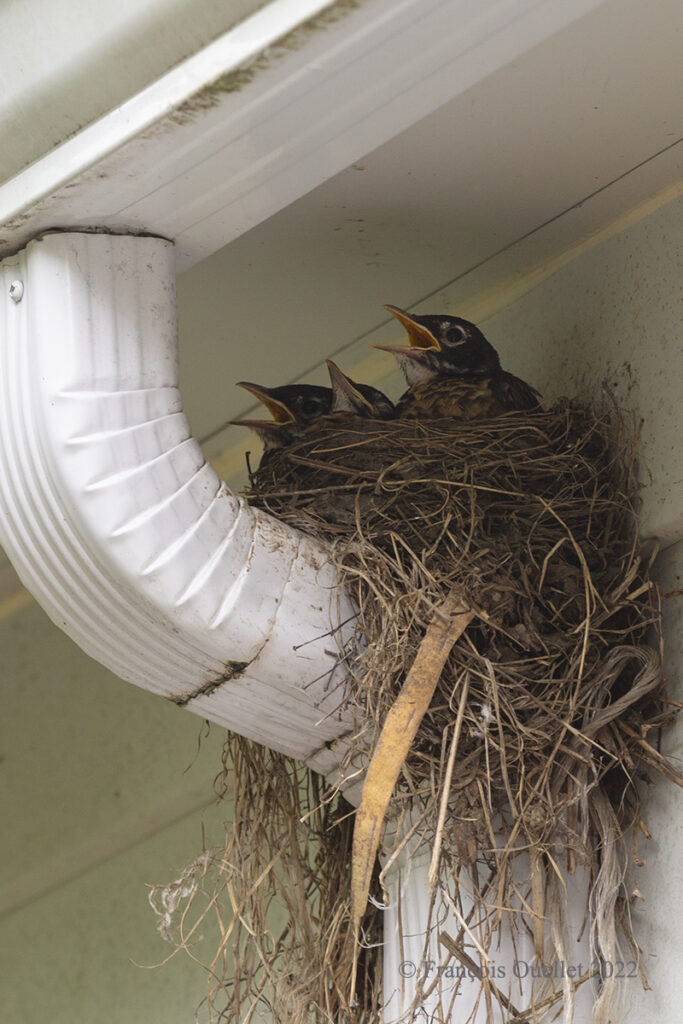 In Quebec City, three two week old American Robins.