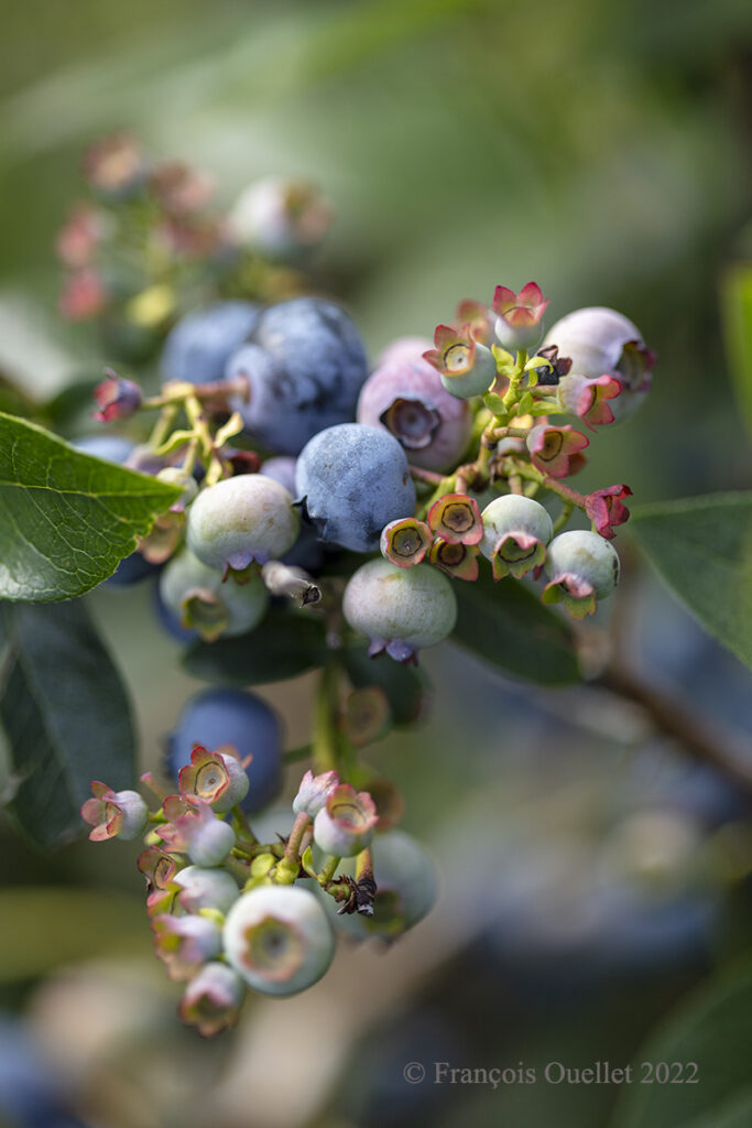 Blueberries and macrophotography