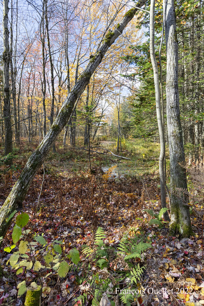 Forêt de fin d'automne à Québec