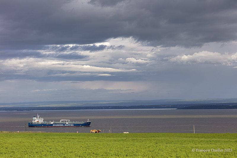 Le navire Solar Sally de la compagnie Shandong Shipping au sud de l'Île d'Orléans à l'été 2023.