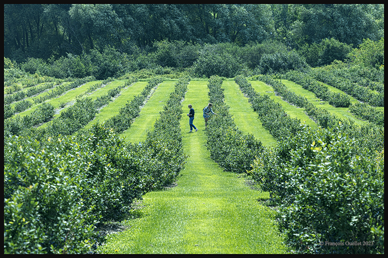 Picking blueberries in Saint-Nicolas.