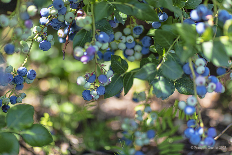 Blueberries in Saint-Nicolas.