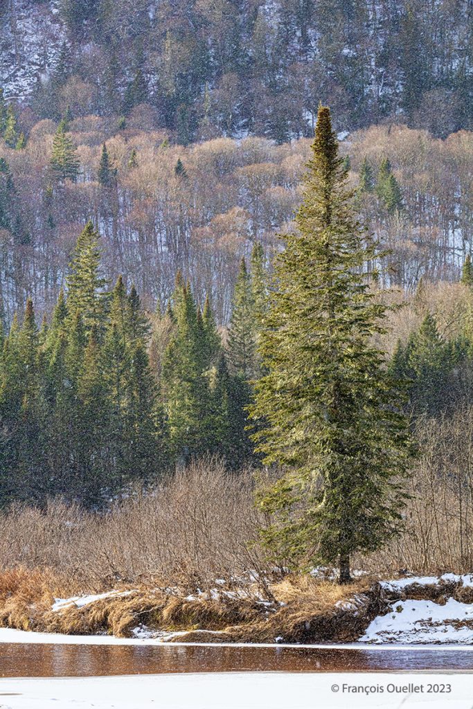 Jacques-Cartier National Park during a light snow shower, Québec 2023.