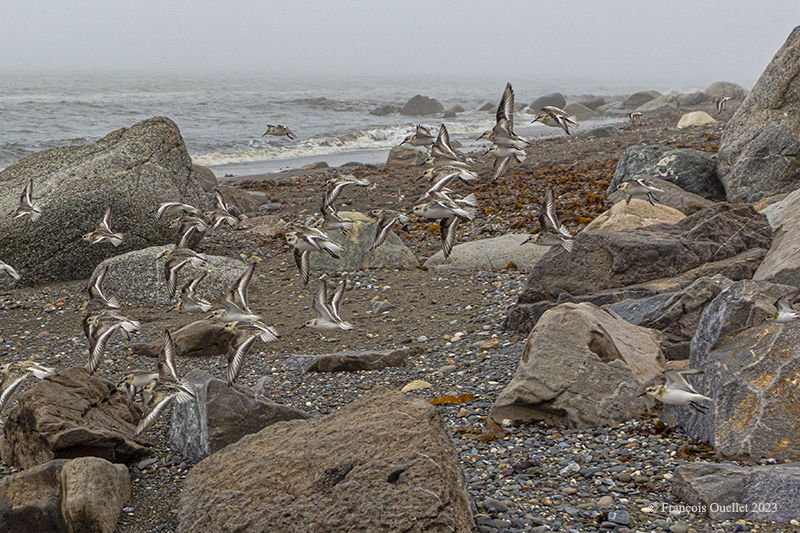 A beach in Matane in 2023