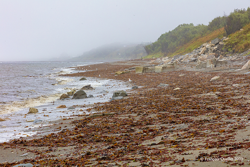 A beach in Matane in fog in 2023.