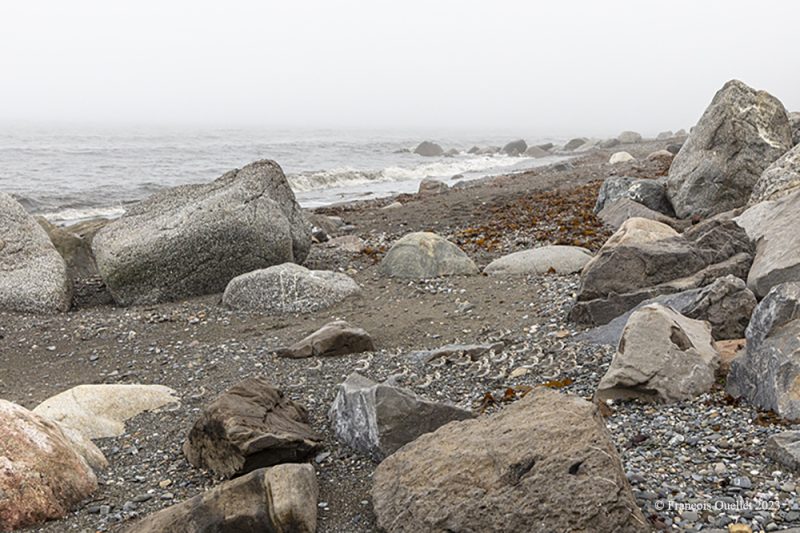 34 birds on the beach at Matane. Try to find them...