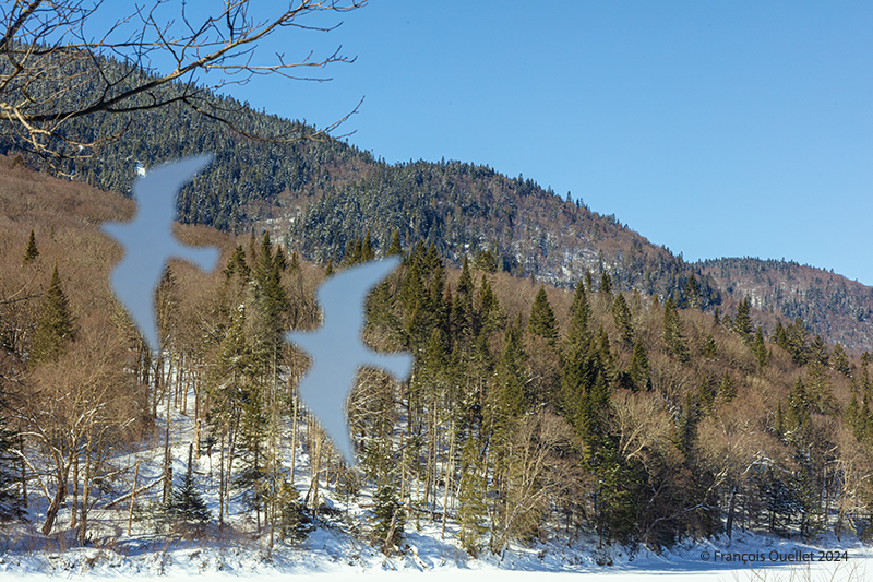 Birds on a window at the Jacques-Cartier National Park winter 2024