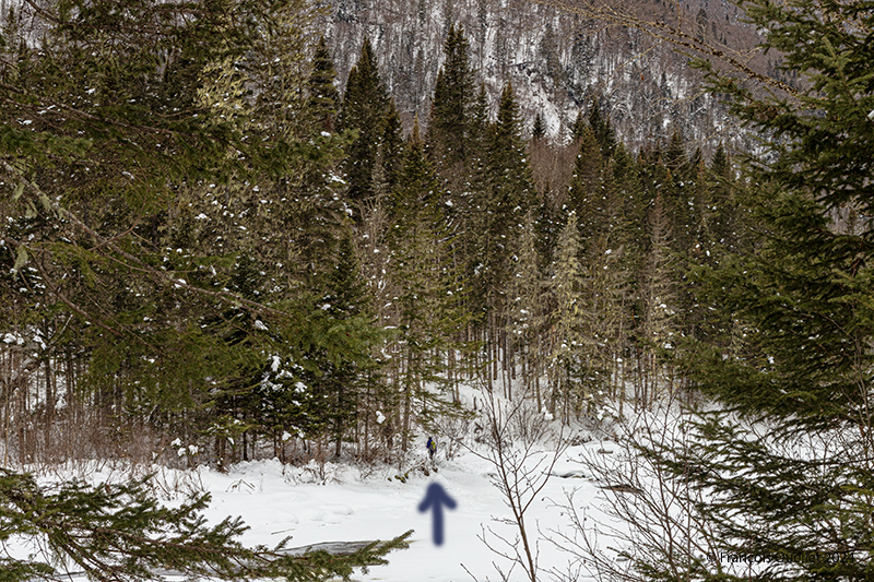 Hiker entering the Jacques-Cartier National Park's forest, Winter 2024.