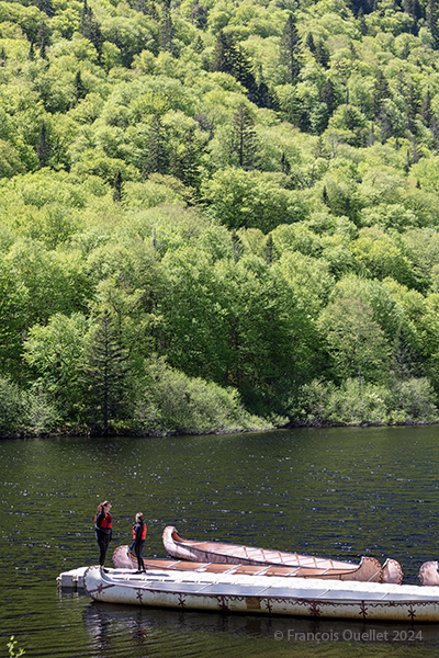 Forest in the Jacques-Cartier national park in Spring in Québec 2024.