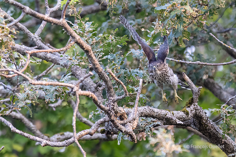 A Cooper's hawk is airborne in Oak Bay, British Columbia.