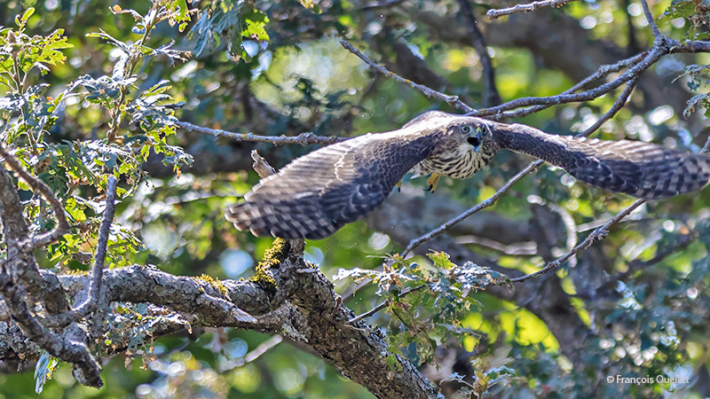 Cooper's hawk in flight in British Columbia, Canada.