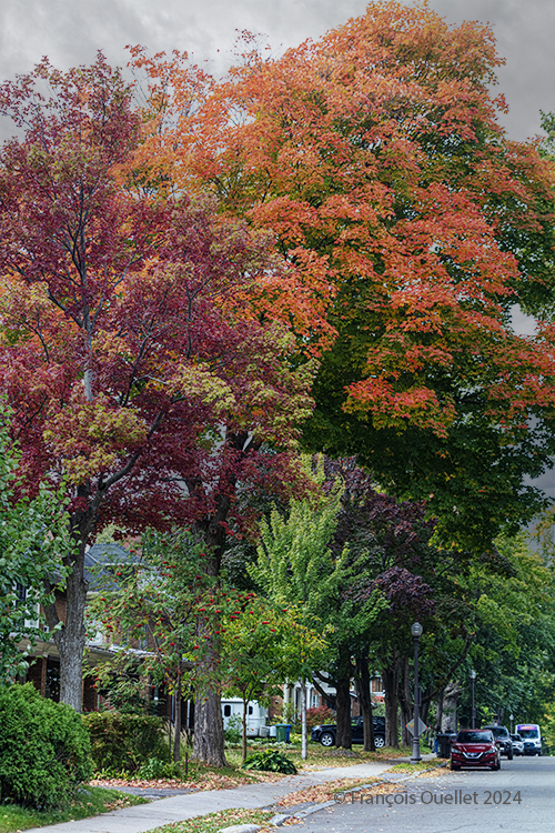 Arbres dans le Quartier Montcalm de Québec à l'automne 2024