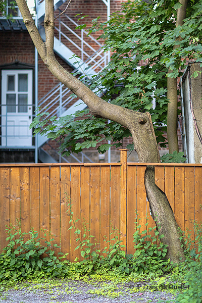 A creative solution for a problematic tree.