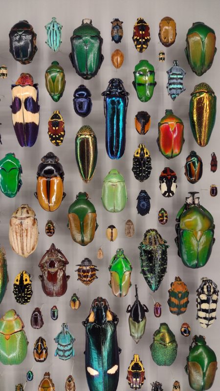 Une partie de la collection d'insectes à l'insectarium de Montréal.