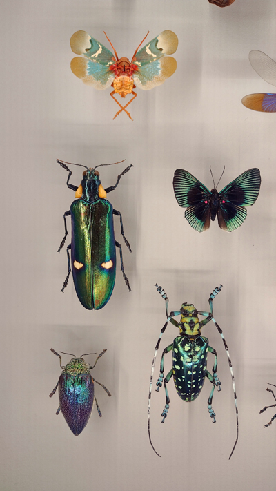 Extraordinaires spécimens à l'insectarium de Montréal.