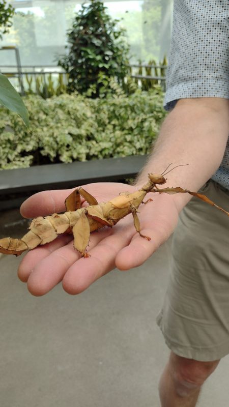 Phasme à tiare en visite sur ma main à l'insectarium de Montréal.