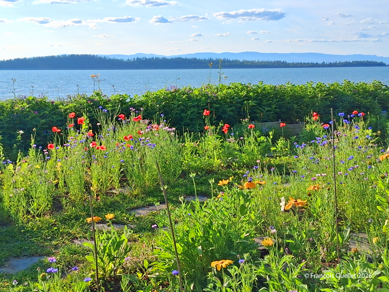 Bord de mer et fleurs à Kamouraska