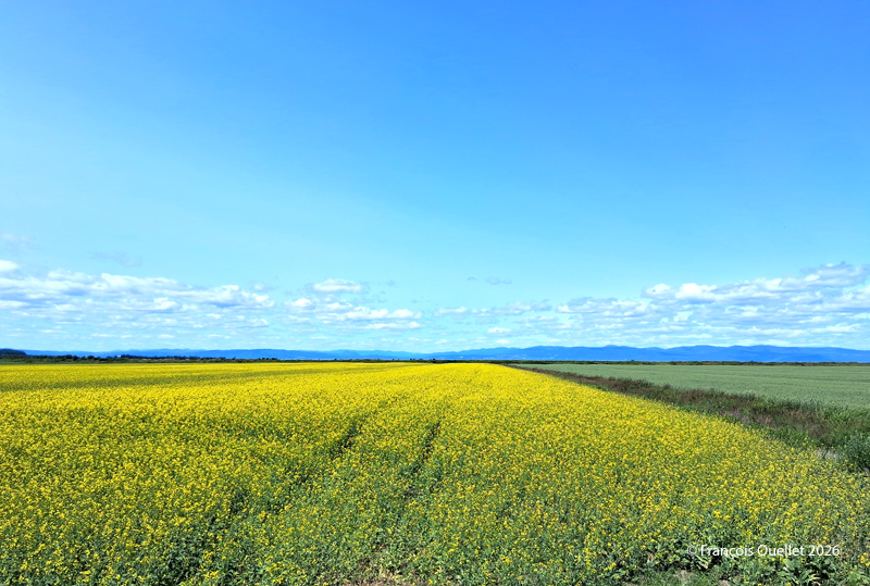 Champs de Kamouraska à l'été 2026