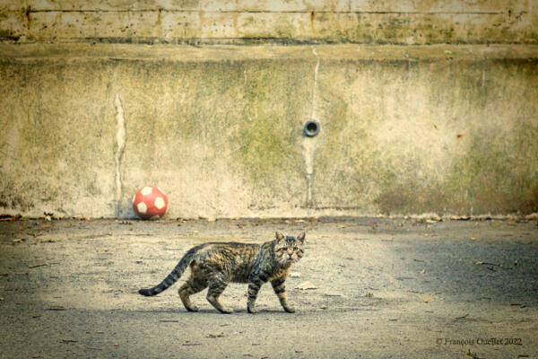 Chat de ruelle dérangé par un photographe à Québec.